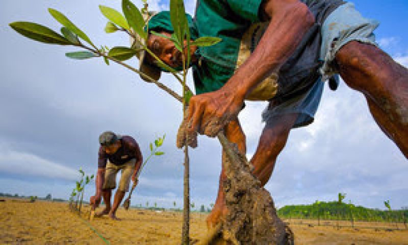 Mangrove seedlings are planted in an estuary in Bali to help fight erosion-9afd0597b08dd6dc87a21b0eec7122cc1624858276.jpg